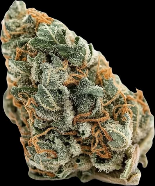 No Cap flower